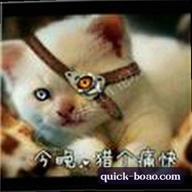 马老板